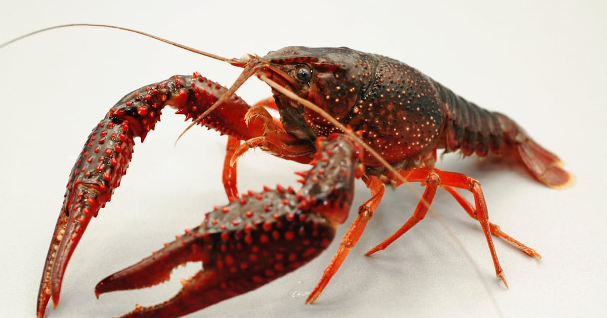 在来種駆逐の 本丸 アメリカザリガニ放置 日本経済新聞 在来種駆逐の 本丸 アメリカザリガニ放置 日本経済新聞