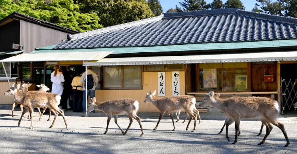 奈良のシカ 公園離れ山里へ ナウティスニュース