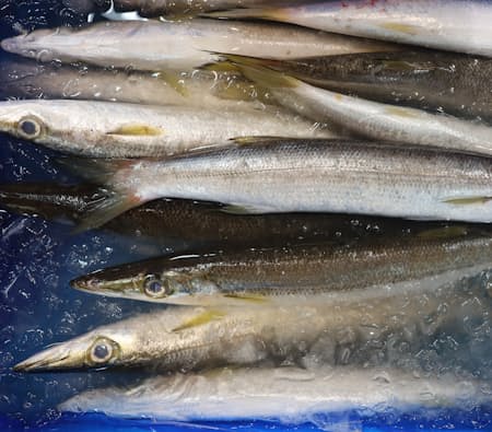 カマス 卸値2倍 日本経済新聞 カマス 卸値2倍 日本経済新聞