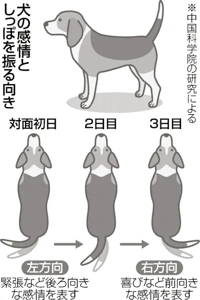 しっぽ右振り 友情示す 犬の研究成果相次ぐ 日本経済新聞 しっぽ右振り 友情示す 犬の研究成果相次ぐ 日本経済新聞
