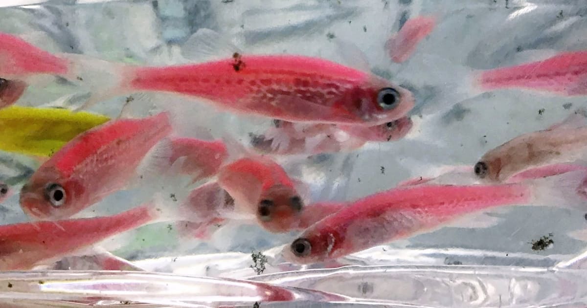 光る熱帯魚 販売中止を 環境省 小売店に指導 日本経済新聞 光る熱帯魚 販売中止を 環境省 小売店に指導 日本経済新聞