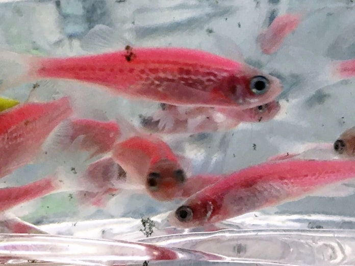 光る熱帯魚 販売中止を 環境省 小売店に指導 日本経済新聞 光る熱帯魚 販売中止を 環境省 小売店に指導 日本経済新聞