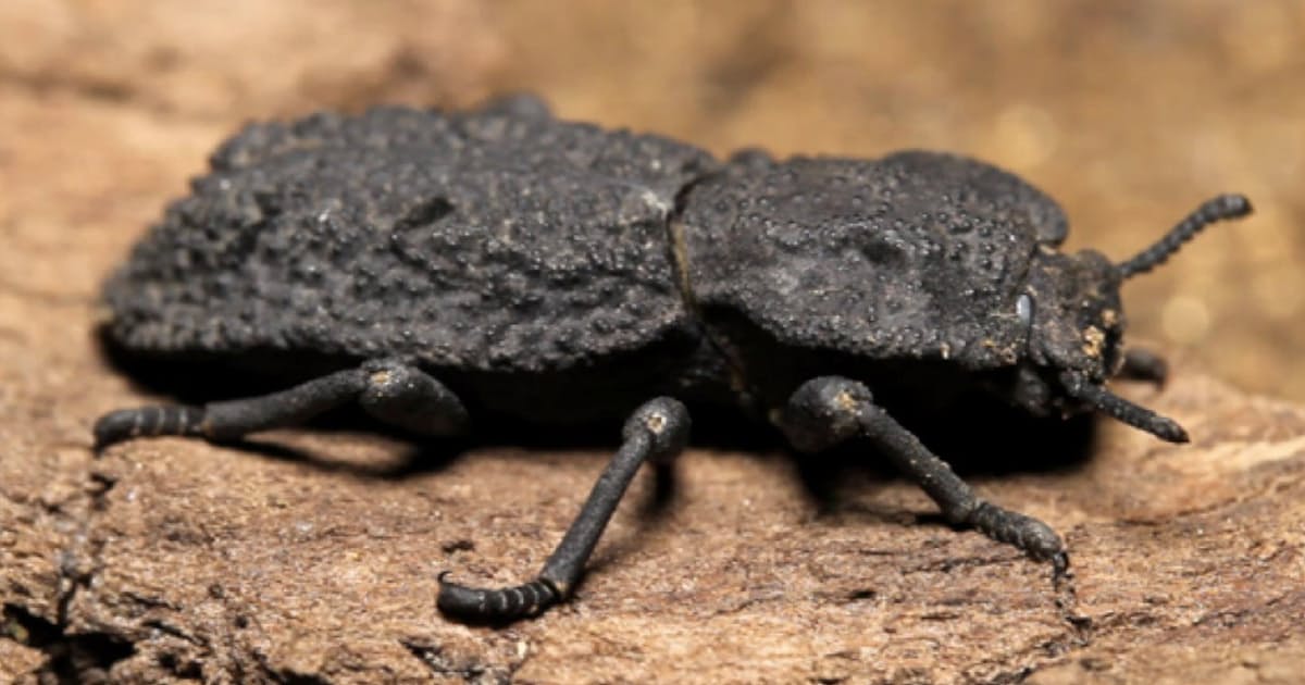 最強の虫 の謎に迫る 日本経済新聞 最強の虫 の謎に迫る 日本経済新聞