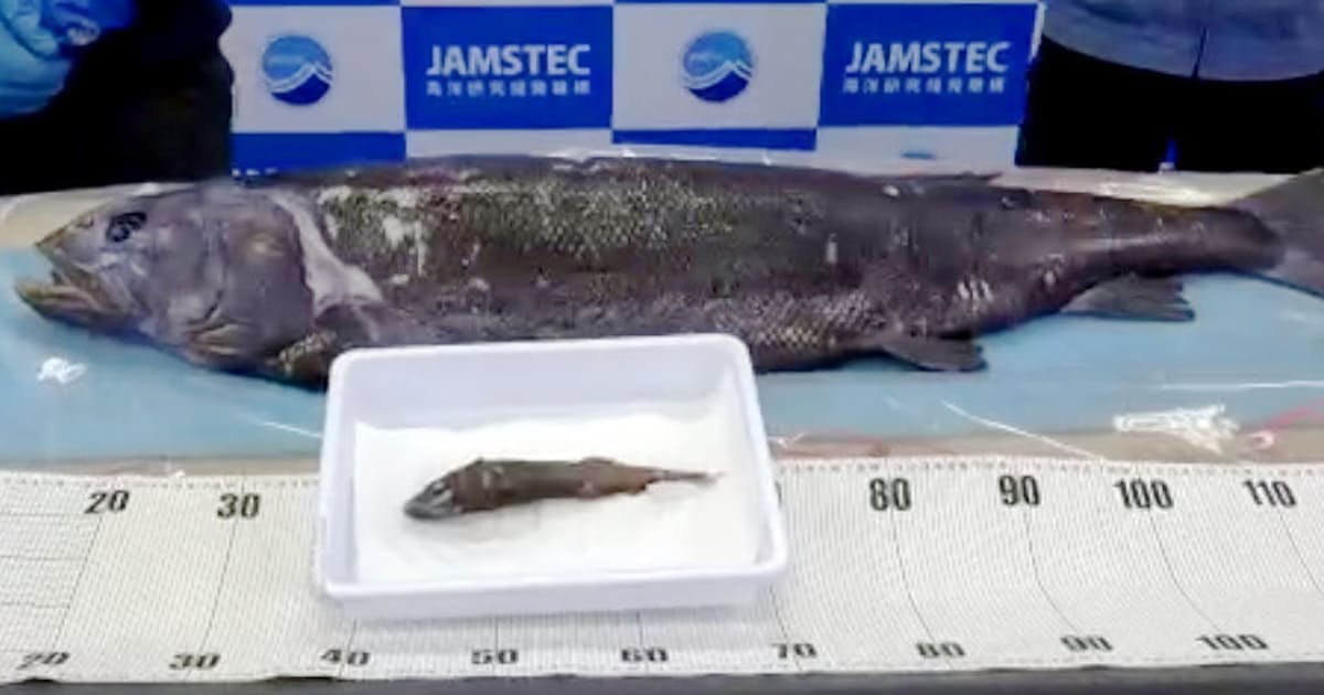 1メートル超の新種深海魚 ヨコヅナイワシ 命名 日本経済新聞 1メートル超の新種深海魚 ヨコヅナイワシ 命名 日本経済新聞