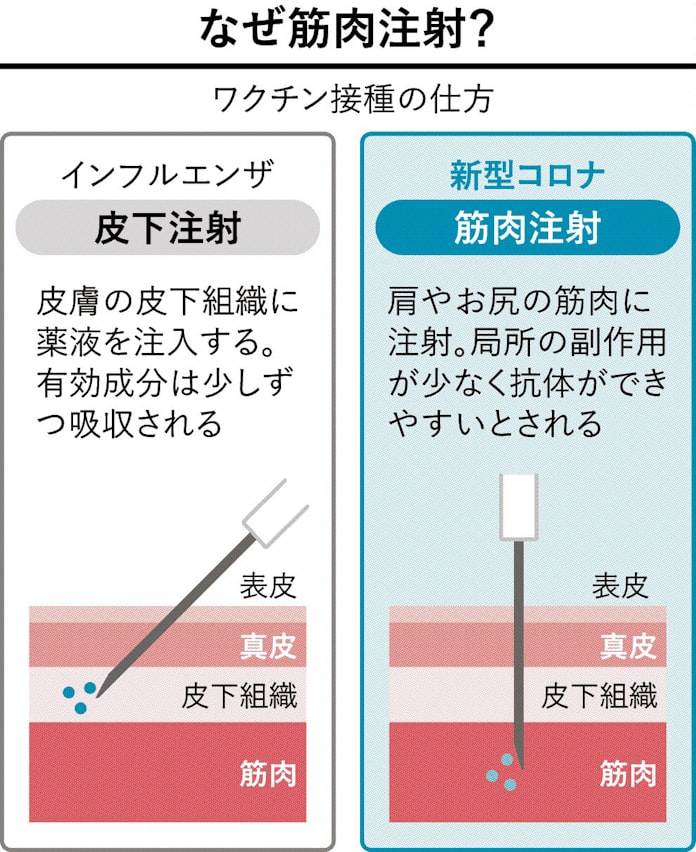 接種の仕方は 筋肉注射 効果高く 日本経済新聞 接種の仕方は 筋肉注射 効果高く 日本経済新聞