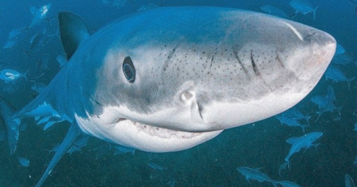 ホホジロザメ 日本経済新聞 ホホジロザメ 日本経済新聞