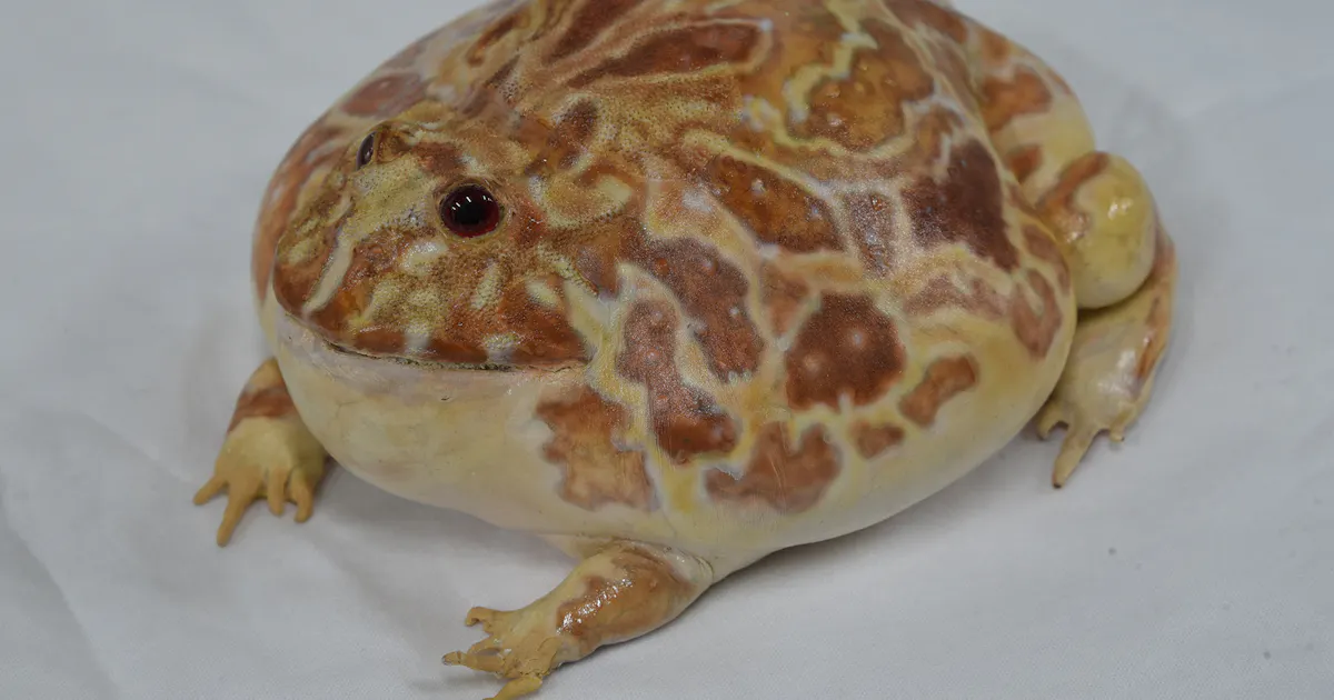 大地のハンター 4 大きな口でネズミも丸のみ 日本経済新聞 大地のハンター 4 大きな口でネズミも丸のみ 日本経済新聞