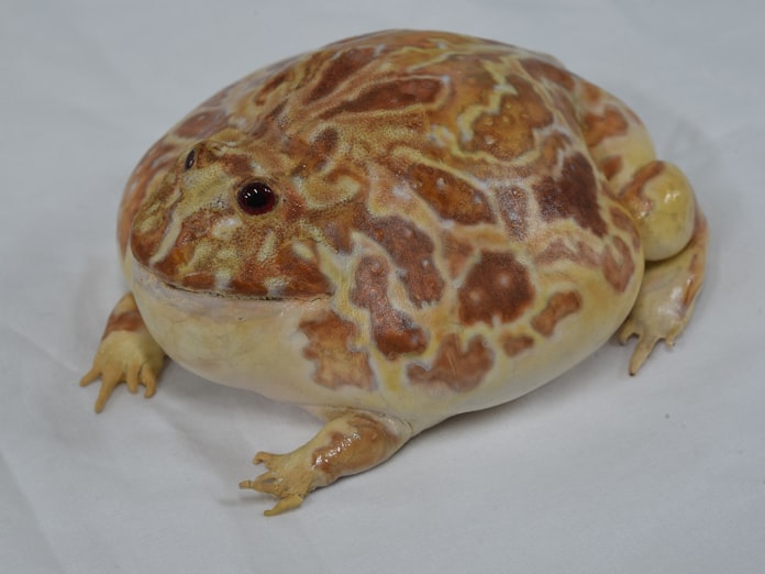 大地のハンター 4 大きな口でネズミも丸のみ 日本経済新聞 大地のハンター 4 大きな口でネズミも丸のみ 日本経済新聞