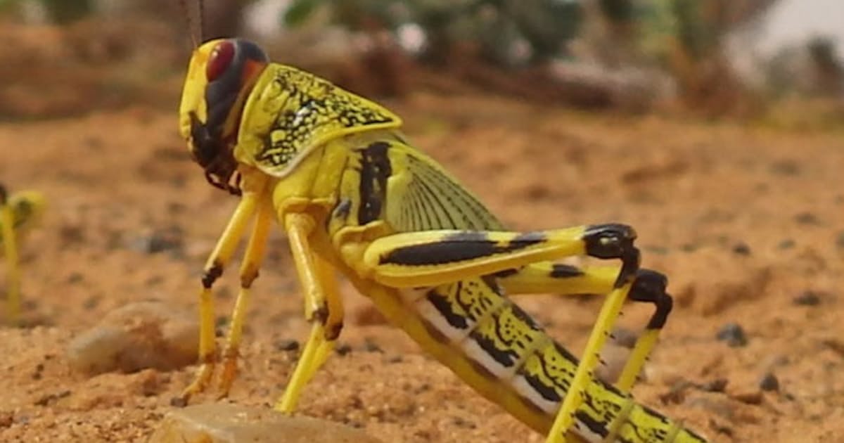 バッタの集団行動を予測 日本経済新聞 バッタの集団行動を予測 日本経済新聞