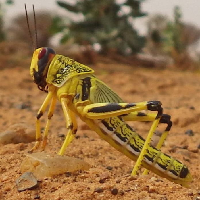 バッタの集団行動を予測 日本経済新聞 バッタの集団行動を予測 日本経済新聞
