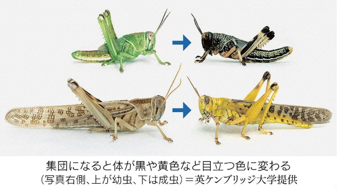 バッタ 集団化で攻撃的に 日本経済新聞 バッタ 集団化で攻撃的に 日本経済新聞