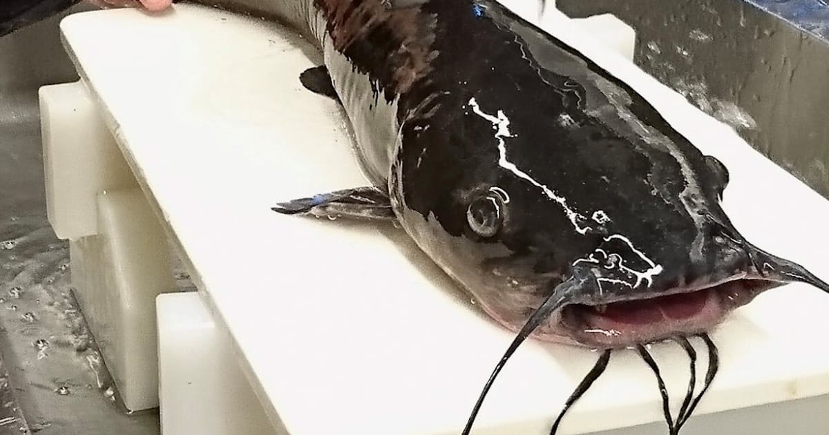 茨城 霞ケ浦のナマズ料理 日本経済新聞 茨城 霞ケ浦のナマズ料理 日本経済新聞