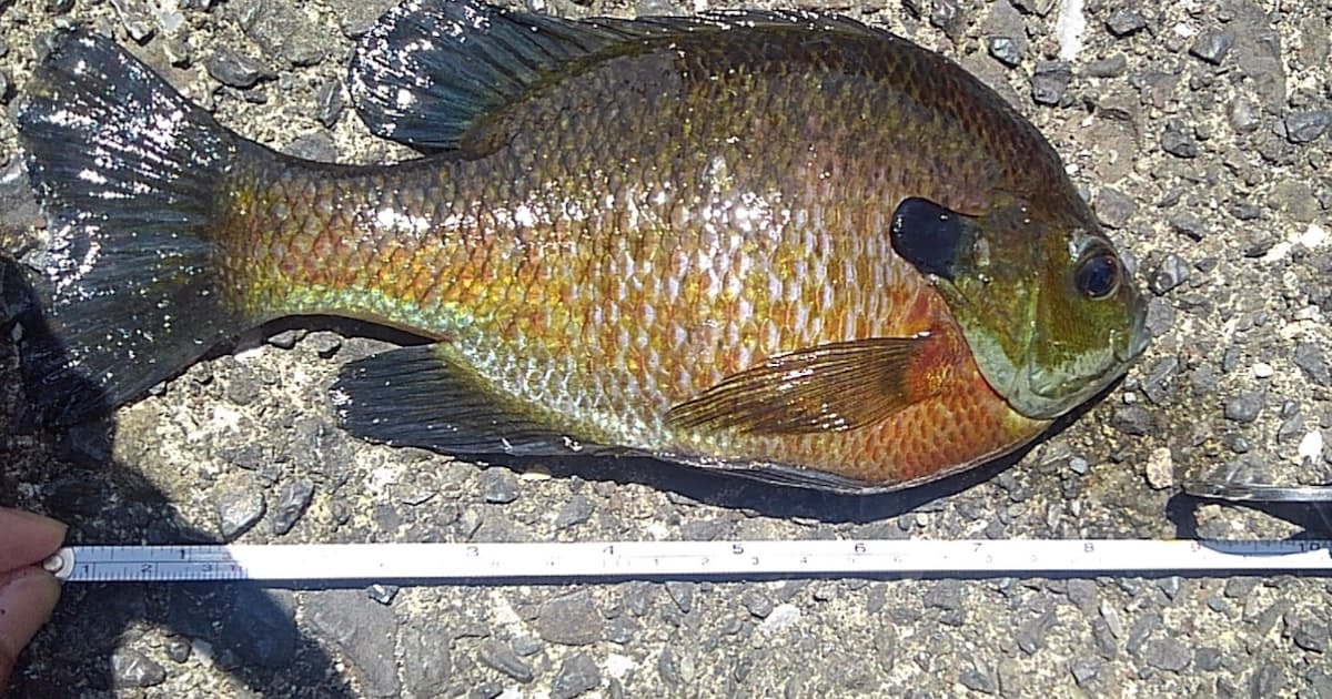 不妊遺伝子で外来魚駆除 日本経済新聞 不妊遺伝子で外来魚駆除 日本経済新聞