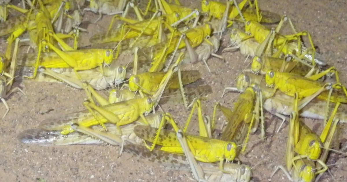 バッタ集団 雌雄に偏り 日本経済新聞 バッタ集団 雌雄に偏り 日本経済新聞