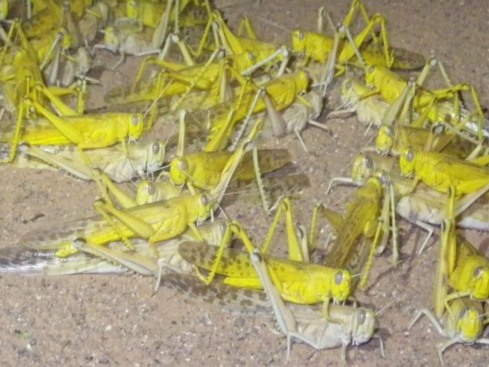 バッタ集団 雌雄に偏り 日本経済新聞 バッタ集団 雌雄に偏り 日本経済新聞