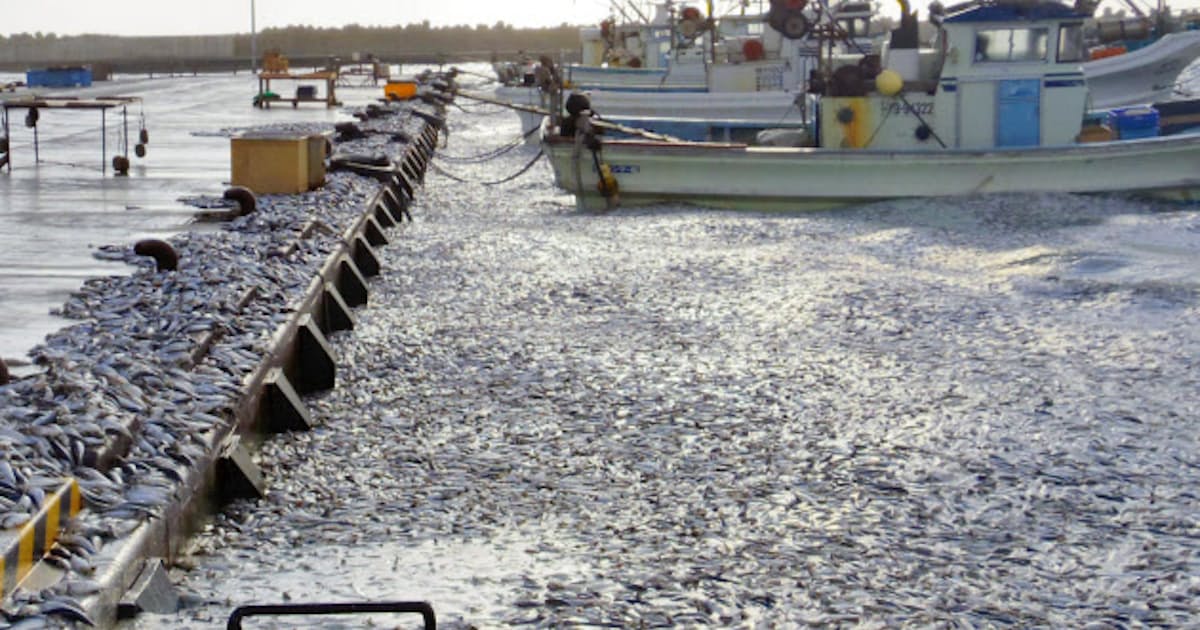 イワシ大量死 北海道に漂着 4キロにわたり 日本経済新聞 イワシ大量死 北海道に漂着 4キロにわたり 日本経済新聞