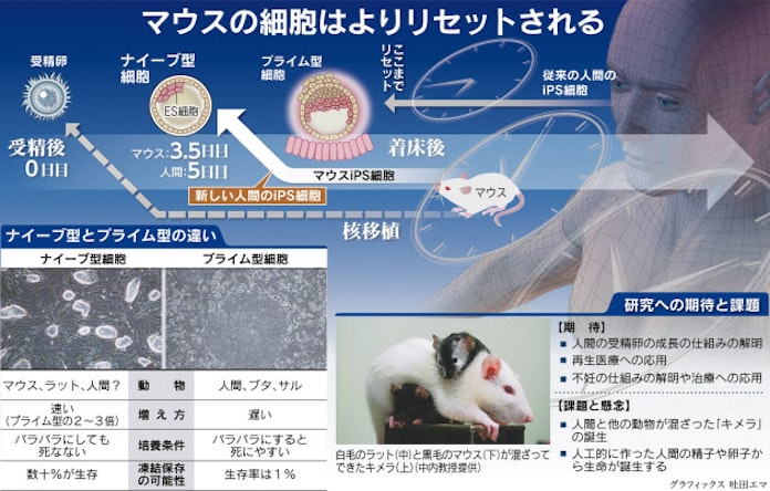 万能細胞 受精卵に近づく 日本経済新聞