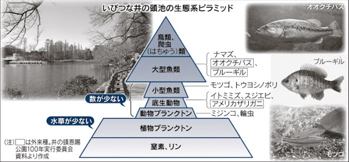 首都圏まるかじり なんでも調査団 井の頭公園 居座る外来魚 日本経済新聞 首都圏まるかじり なんでも調査団 井の頭公園 居座る外来魚 日本経済新聞