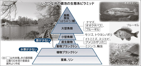 首都圏まるかじり なんでも調査団 井の頭公園 居座る外来魚 日本経済新聞