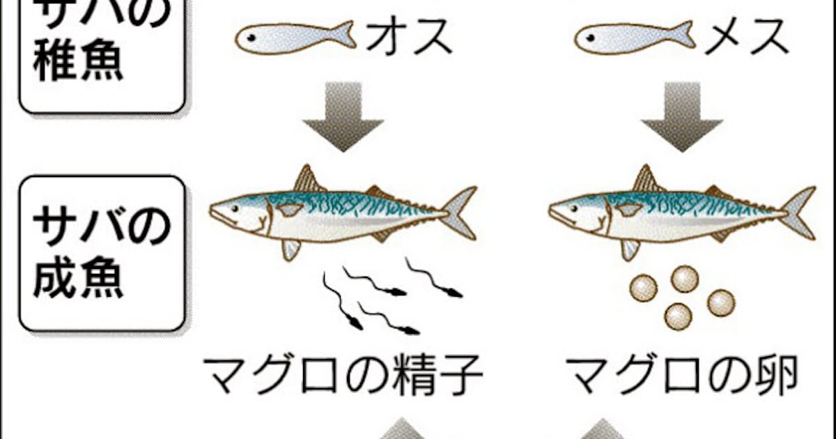 サバがマグロ産む 生殖細胞移植で夏にも 日本経済新聞 サバがマグロ産む 生殖細胞移植で夏にも 日本経済新聞