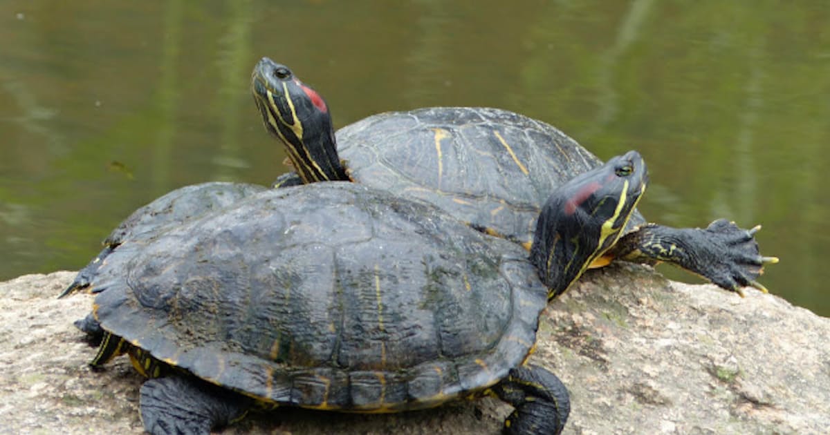 3 ミシシッピアカミミガメ 日本経済新聞 3 ミシシッピアカミミガメ 日本経済新聞