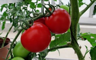 トマトの遺伝子を組み換え甘味を出すたんぱく質を作る（筑波大提供）