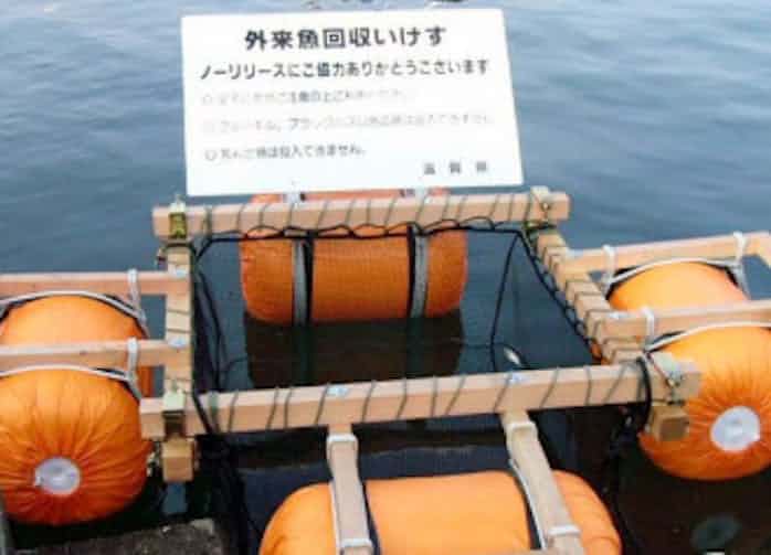 琵琶湖の外来魚 回収箱が効果 日本経済新聞