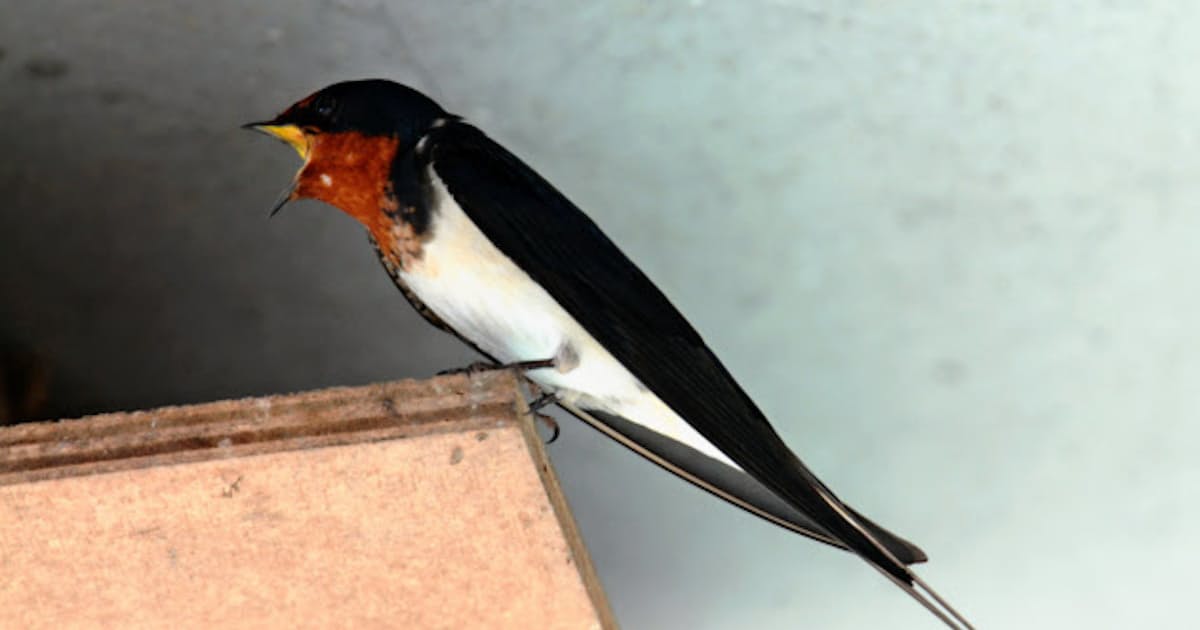 ツバメの白斑 放射性物質が影響 日本経済新聞 ツバメの白斑 放射性物質が影響 日本経済新聞