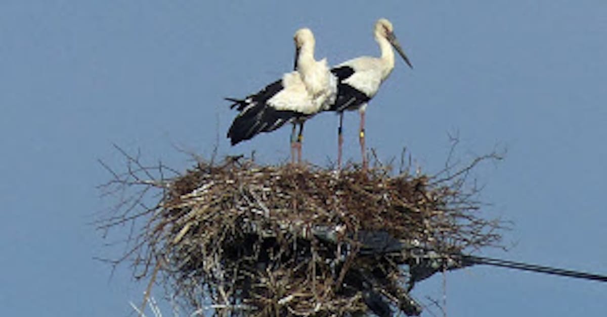 コウノトリ 徳島で巣作り 兵庫から旅立ち2カ月定住 日本経済新聞