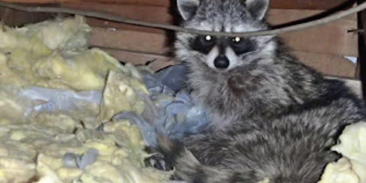 ハクビシンがアライグマが なぜか隣人は野生動物 日本経済新聞