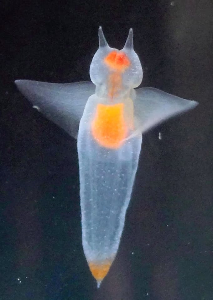 クリオネ採取 困った 北海道の水族館 日本経済新聞