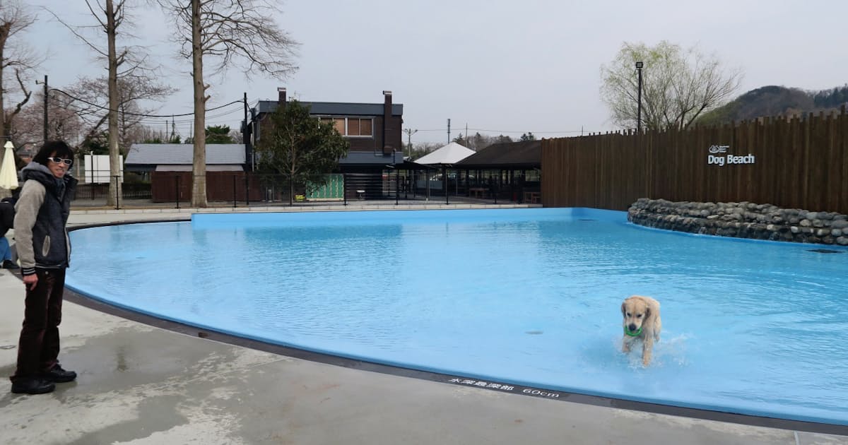 愛犬と楽しむアウトドア 日本経済新聞 愛犬と楽しむアウトドア 日本経済新聞