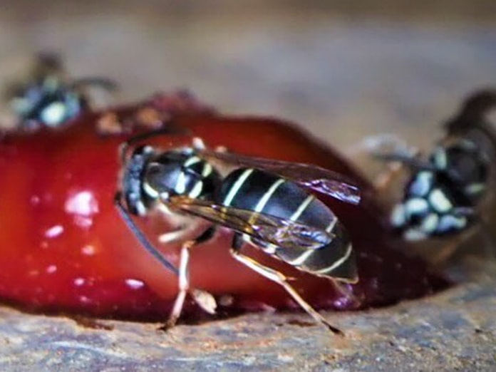 地蜂を追い飼い食べる 日本経済新聞 地蜂を追い飼い食べる 日本経済新聞