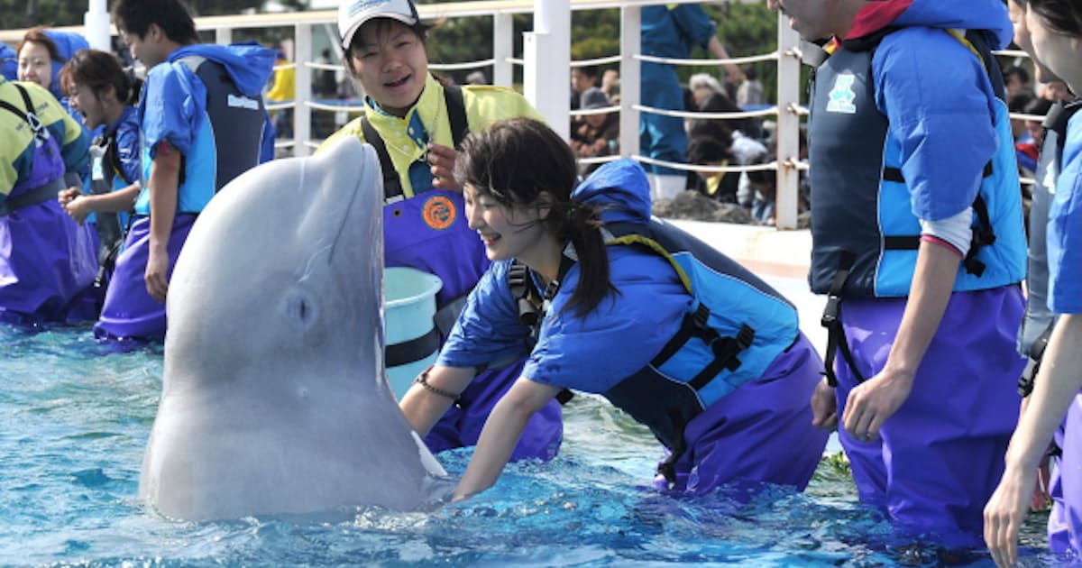 動物とふれあいたい イルカと泳ぐ ゾウの背中に 日本経済新聞 動物とふれあいたい イルカと泳ぐ ゾウの背中に 日本経済新聞