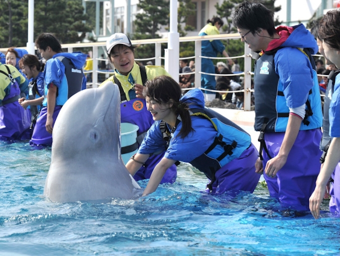 動物とふれあいたい イルカと泳ぐ ゾウの背中に 日本経済新聞