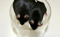 二母性マウス(右)はスリムで長生き