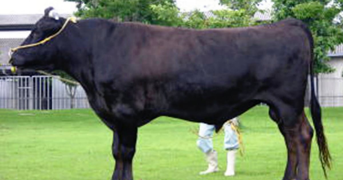 避難種牛1頭に口蹄疫疑い 残る5頭と近接2m 日本経済新聞 避難種牛1頭に口蹄疫疑い 残る5頭と近接2m 日本経済新聞