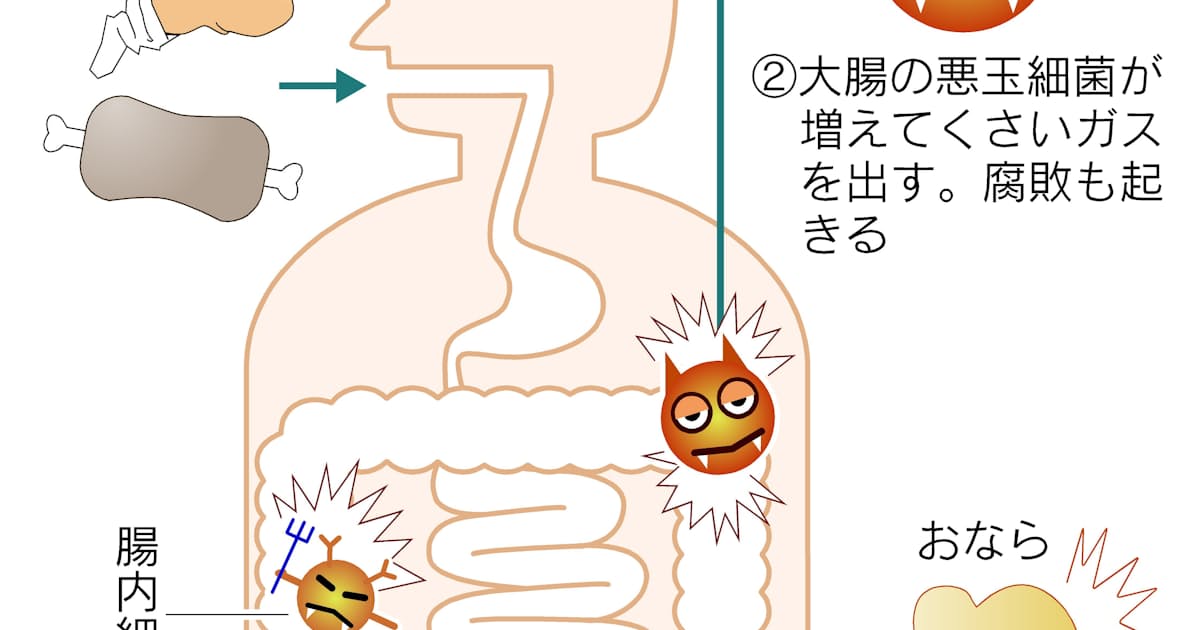 おならは腸の健康のバロメーター 日本経済新聞