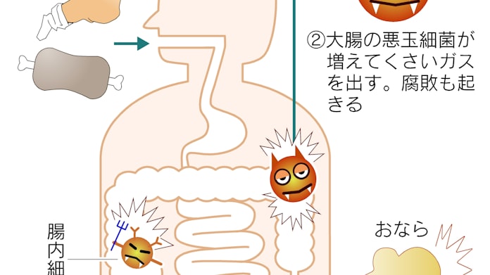 おならは腸の健康のバロメーター 日本経済新聞 おならは腸の健康のバロメーター 日本経済新聞