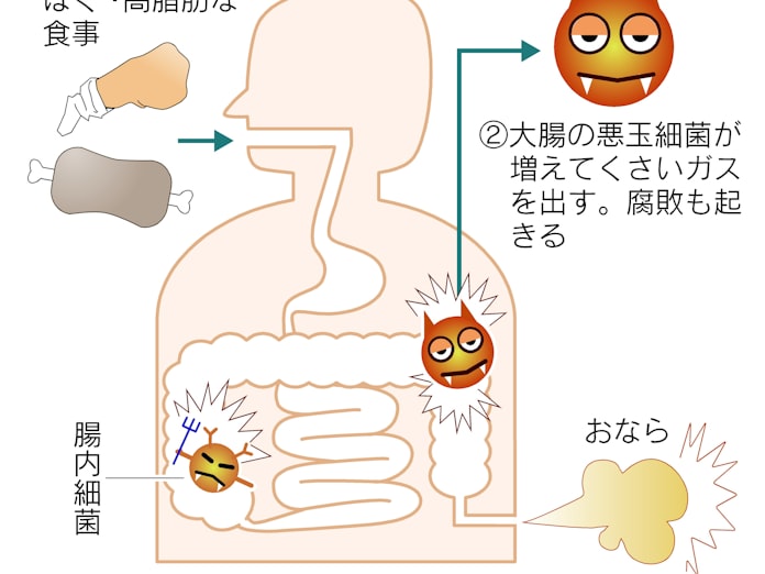 おならは腸の健康のバロメーター 日本経済新聞