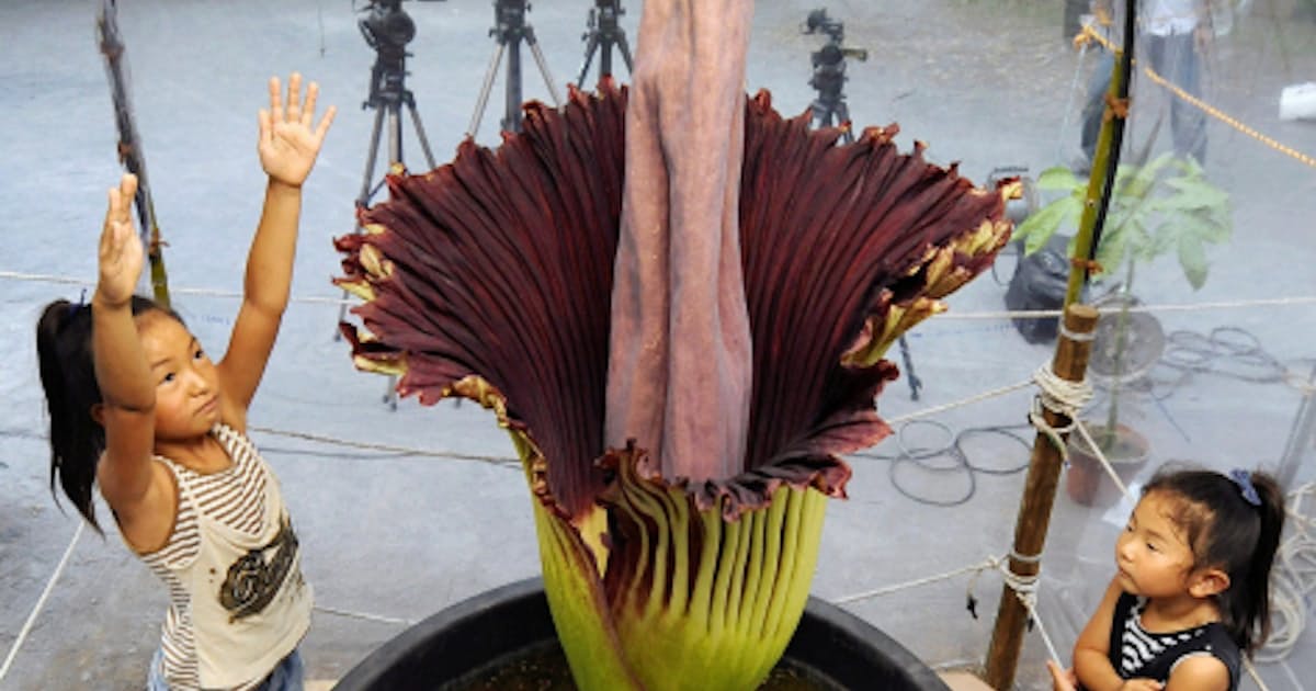 世界最大の花 16年がかりの開花 小石川植物園 日本経済新聞 世界最大の花 16年がかりの開花 小石川植物園 日本経済新聞