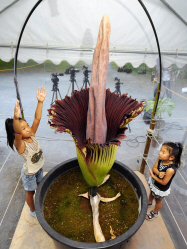 世界最大の花 16年がかりの開花 小石川植物園 日本経済新聞 世界最大の花 16年がかりの開花 小石川植物園 日本経済新聞