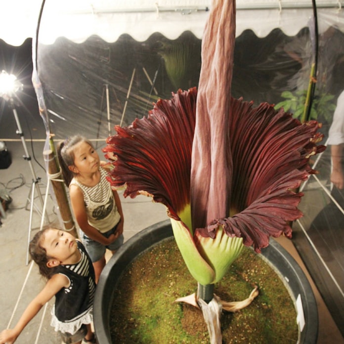 世界最大の花 が開花 東大植物園 種まきから17年 日本経済新聞 世界最大の花 が開花 東大植物園 種まきから17年 日本経済新聞