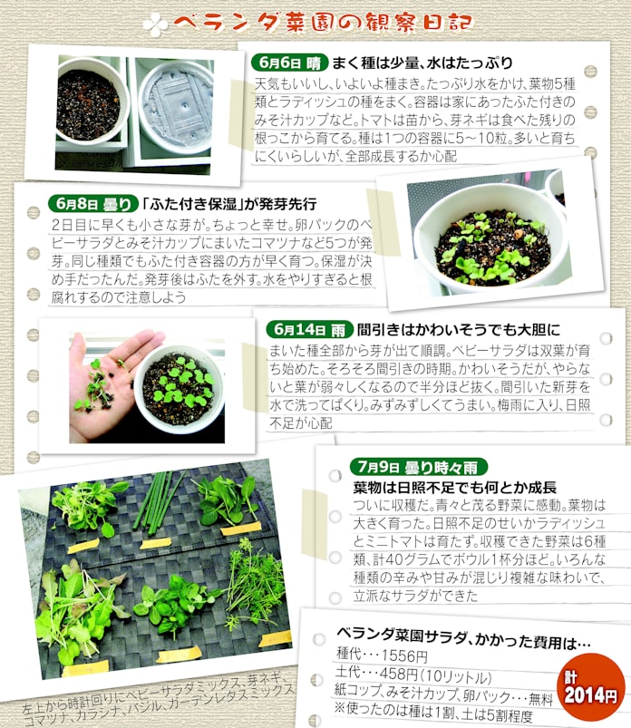 紙コップでベランダ菜園 日本経済新聞 紙コップでベランダ菜園 日本経済新聞
