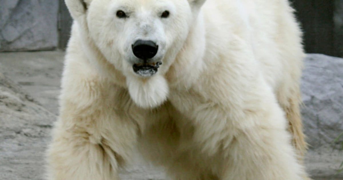 国内最高齢のシロクマ死ぬ 34歳 北海道 旭山動物園 日本経済新聞 国内最高齢のシロクマ死ぬ 34歳 北海道 旭山動物園 日本経済新聞
