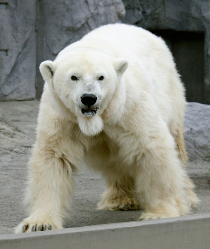 国内最高齢のシロクマ死ぬ 34歳 北海道 旭山動物園 日本経済新聞 国内最高齢のシロクマ死ぬ 34歳 北海道 旭山動物園 日本経済新聞