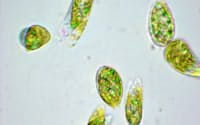 ミドリムシは体長50～100ミクロン(1ミクロンは1000分の1ミリ)で植物のように光合成をし動物のように動き回る(ユーグレナ提供)