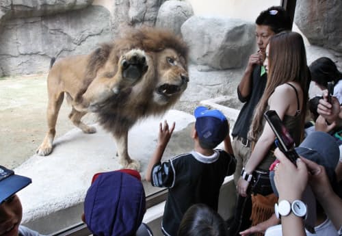 大きな音を立ててガラスを叩くライオン。間近に迫る姿に歓声が上がる(静岡市の日本平動物園)