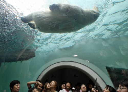 ホッキョクグマの「背泳ぎ」を下から見上げる(静岡市の日本平動物園)