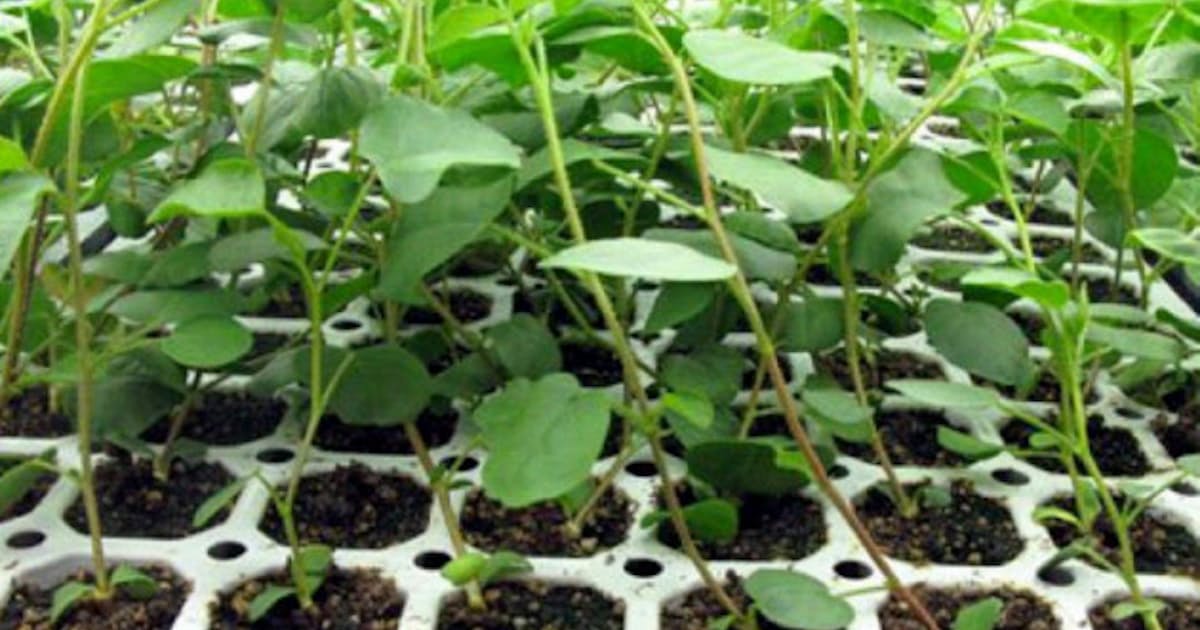 漢方の生薬確保 人工栽培技術を磨き 中国リスクに備える 日本経済新聞 漢方の生薬確保 人工栽培技術を磨き 中国リスクに備える 日本経済新聞